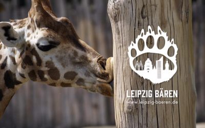 Bären im Zoo