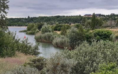 BärenBaden am Markkleeberger See [21/08/21]